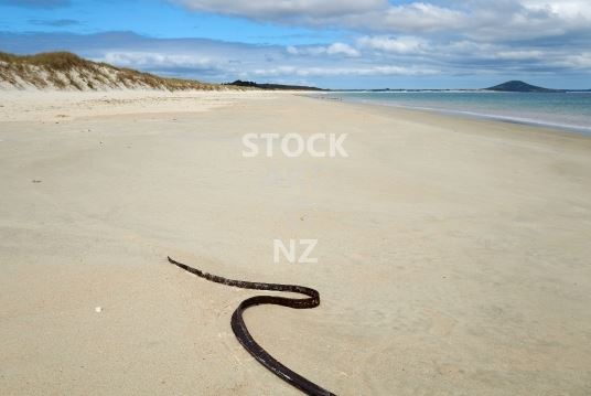 Karikari peninsula beach - Northland stock photos