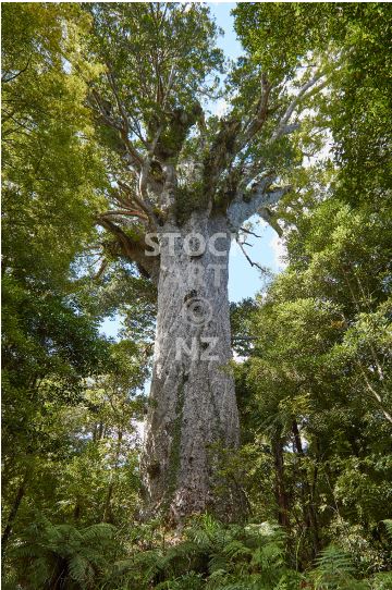 WNorthland stock photos - Tane Mahuta