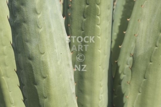 Aloe leaves