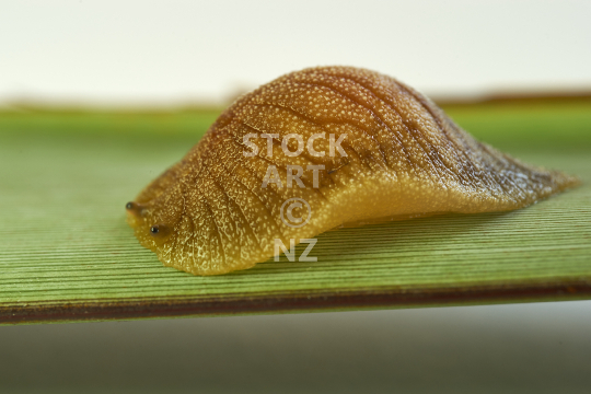 Closeup of a native leafvein slug 