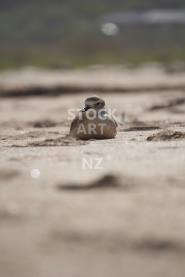 Closeup of a rare New Zealand dotterel 