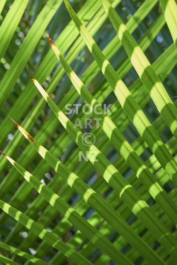Closeup of Nikau palm leaves crossed over each other