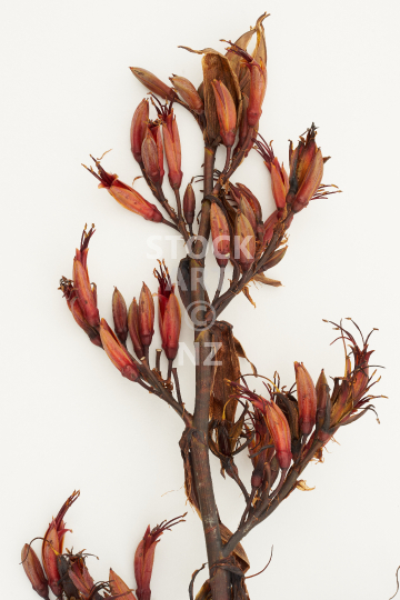 Flax stalk on a white background 