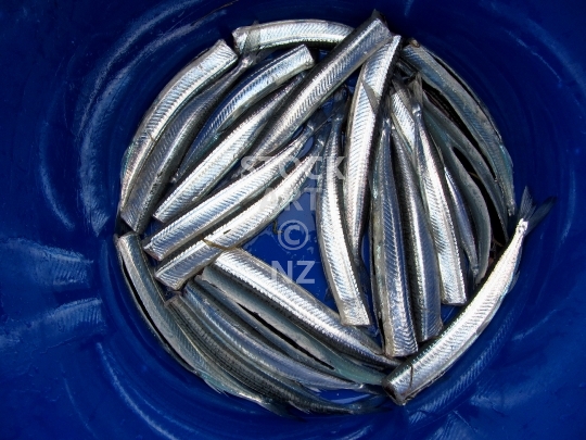 Freshly caught fish  - Raw Piper fish fillets in a bucket after catching it with a net off a New Zealand beach - lower resolution stock photo, ideal for web use