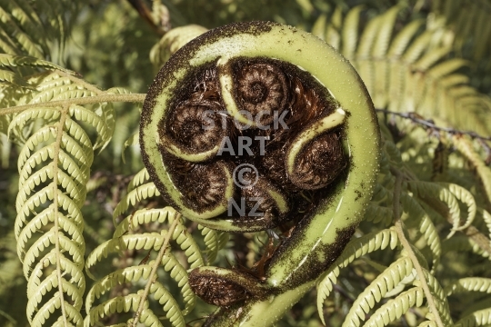 Koru - unfurling frond of a New Zealand black tree fern (Mamaku) - Stock  Art NZ - Photos and Images for Sale