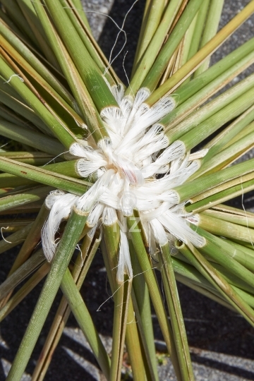 Pokinikini bundle with muka fibres - Closeup of the extracted shiny white flax fibres – NZ flax weaving