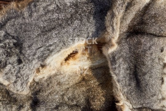 Possum fur - Closeup of fluffy brushtail possum hides