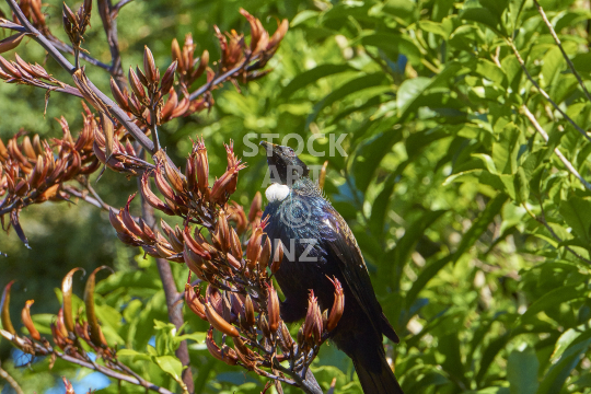 Sitting tui and flax flowers