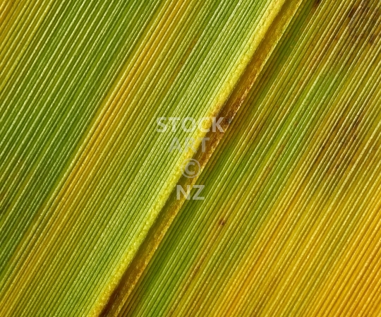 Splashback photo: Macro of NZ flax leaf - Kitchen splashback picture for standard size 900 x 750 mm 