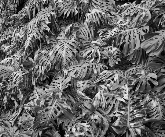 Splashback photo: Monstera Deliciosa, Swiss Cheese plants 