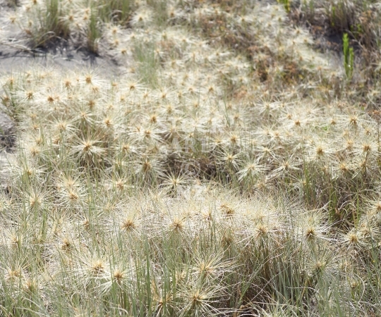 Splashback photo: spinifex grass on beach dunes - Kitchen splashback picture for standard size 900 x 750 mm 