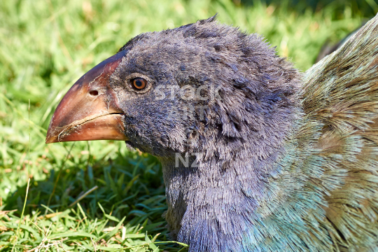 Takahe closeup