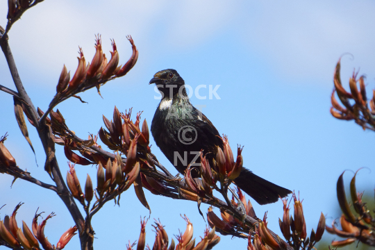 Tui sitting on flax 