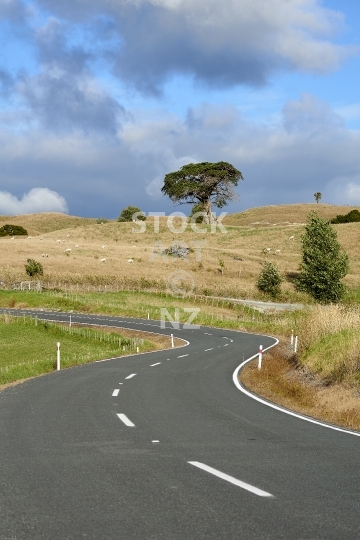 Typical New Zealand country road - Winding itself through beautiful farmland in the Kaipara region, Northland