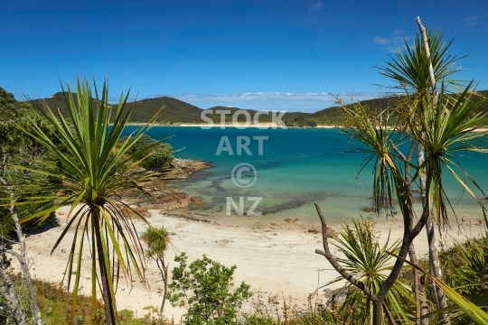 Waikato Bay cabbage trees - Karikari Peninsula, Northland - Lookout over the beautiful sandy beach landscape at Maitai Bay with its iconic view