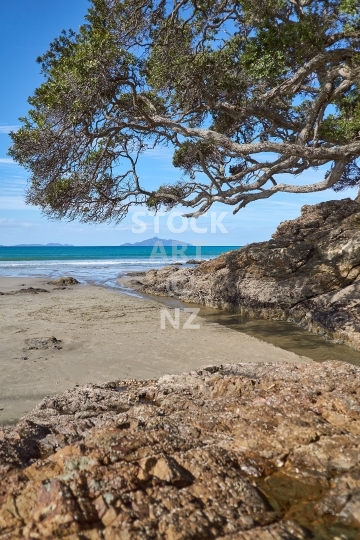 Waipu Cove river with pohutukawa tree - Northland, New Zealand - River estuary with rocks and Hen Island in the background